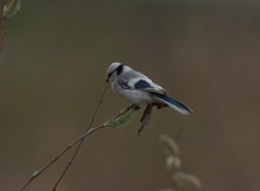 Cyanistes cyanus