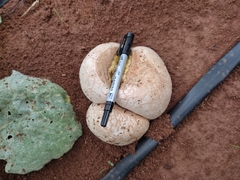 Lycoperdon utriforme