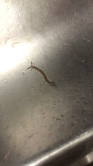 Hemiscolopendra marginata