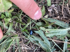 Chrysolina coerulans