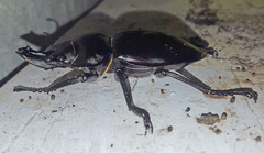 Neolucanus baladeva