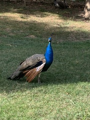 Pavo