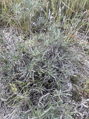 Onosma simplicissima