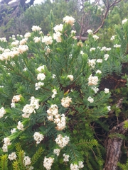 Pimelea congesta
