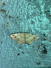 Macaria aequiferaria