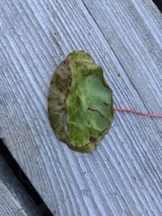 Polypedilum braseniae