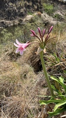 Crinum bulbispermum