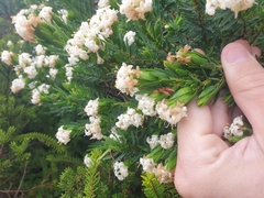 Pimelea congesta