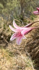 Crinum bulbispermum