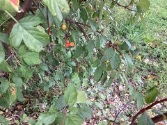 Malus prunifolia