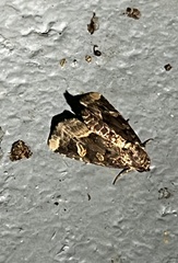 Homophoberia apicosa
