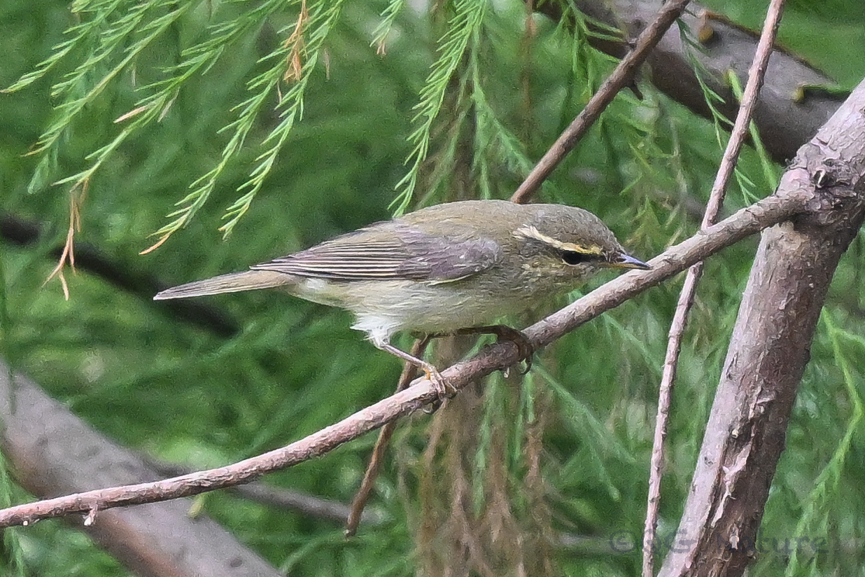 Arctic Warbler