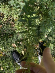 Dysphania ambrosioides