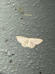 Idaea tacturata