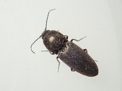 Cardiophorus