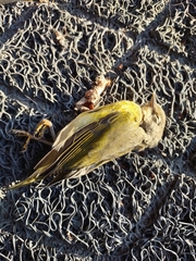 Leiothlypis ruficapilla