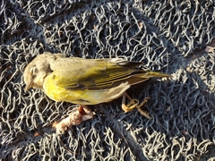 Leiothlypis ruficapilla