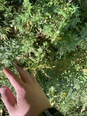 Dysphania ambrosioides