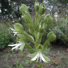 Bonatea speciosa