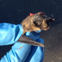Myotis ciliolabrum