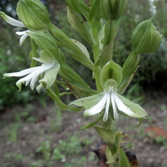 Bonatea speciosa