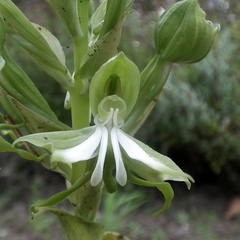 Bonatea speciosa