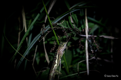 Diploderma polygonatum xanthostomum