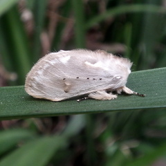 Naroma varipes