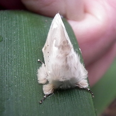 Naroma varipes