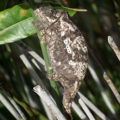 Bradypodion damaranum