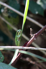 Hyla arborea