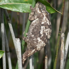 Bradypodion damaranum