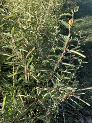 Chamaecrista fasciculata