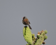 Spizella atrogularis