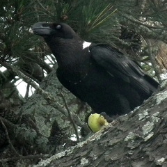 Corvus albicollis