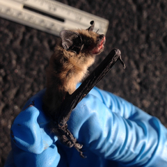 Myotis ciliolabrum