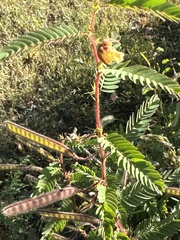 Chamaecrista fasciculata