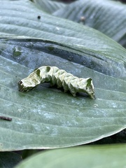 Abrostola tripartita