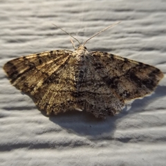 Melanolophia