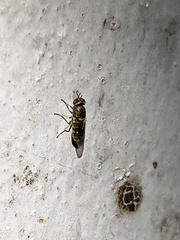 Hedriodiscus vertebratus