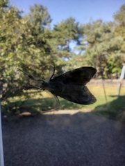 Hypena scabra