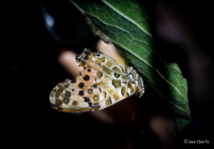Argynnis hyperbius hyperbius