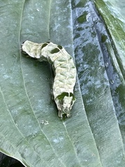 Abrostola tripartita