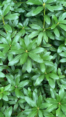 Rhododendron ponticum