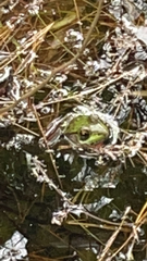 Lithobates clamitans