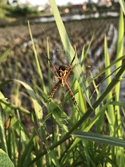Argiope appensa
