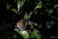 Anthanassa atronia
