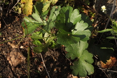 Ranunculus fallax
