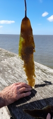 Saccharina latissima