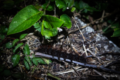 Lebeda nobilis
